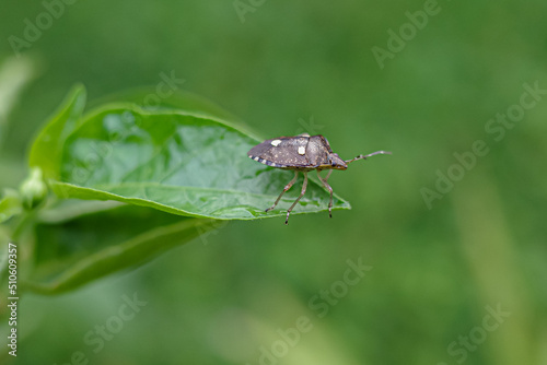 bug on leaf © harto