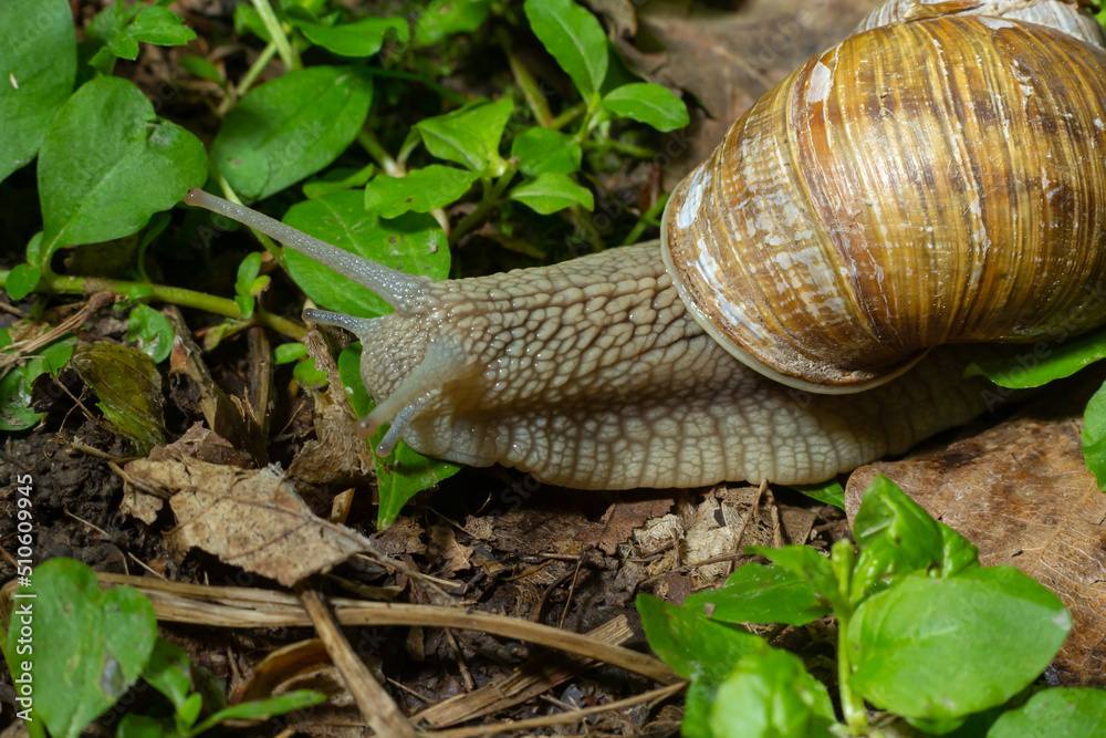 Helix pomatia also Roman snail, Burgundy snail, edible snail or escargot, is a species of large, edible, air-breathing land snail, a terrestrial pulmonate gastropod mollusk in the family Helicidae Helix pomatia also Roman snail, Burgundy snail, edible snail or escargot, is a species of large, edible, air-breathing land snail, a terrestrial pulmonate gastropod mollusk in the family Helicidae
