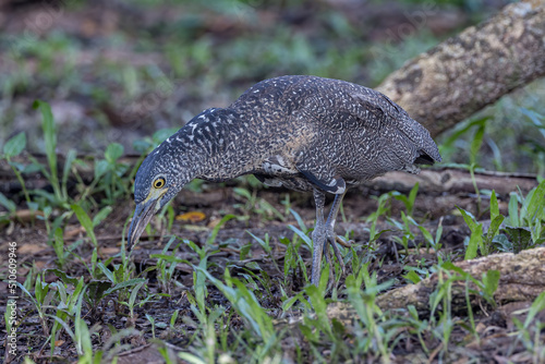 Nature wildlife of Malayan night heron bird shot at Sabah  Malaysia