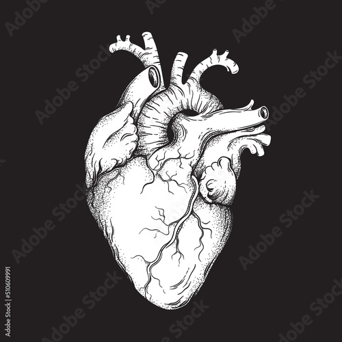 Human heart anatomically correct hand drawn line art and dotwork. Flash tattoo or print design vector illustration.