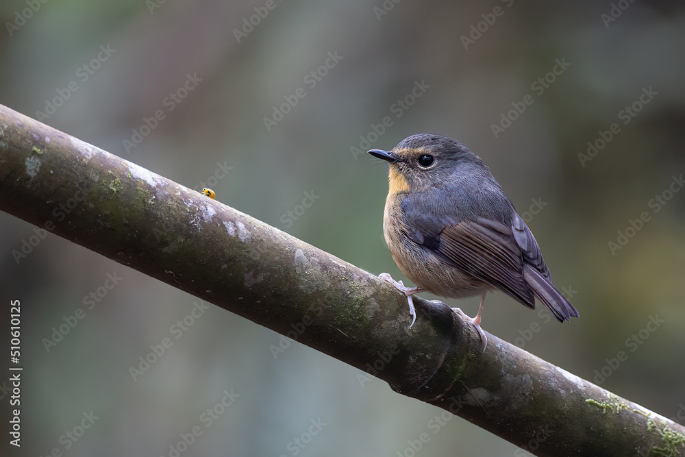 Nature wildlife bird species of Snowy browed flycatcher perch on branch which is found in Borneo Nature wildlife bird species of Snowy browed flycatcher perch on branch which is found in Borneo
