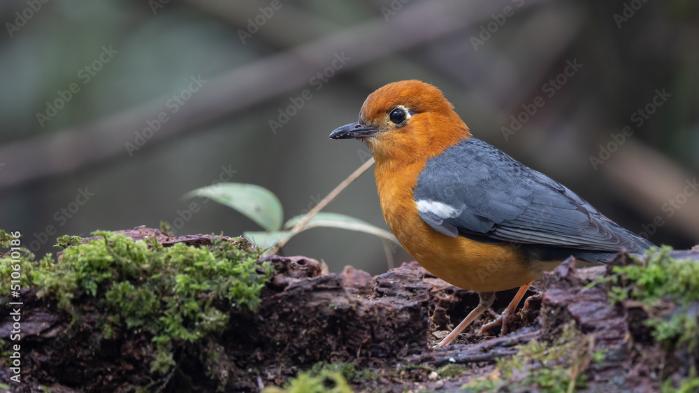 Nature wildlife image of uncommon resident bird Orange-headed thrush in Sabah, Borneo Nature wildlife image of uncommon resident bird Orange-headed thrush in Sabah, Borneo