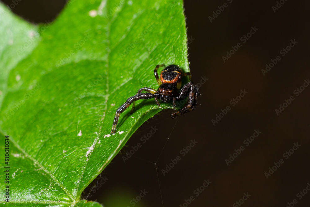 Macro photo of a crab spider hanging onto a plant, Xysticus Croceus Macro photo of a crab spider hanging onto a plant, Xysticus Croceus