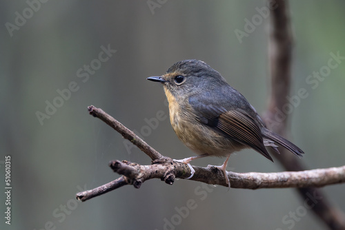 Nature wildlife bird species of Snowy browed flycatcher perch on branch which is found in Borneo