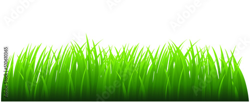 Green Grass. Vector Illustration