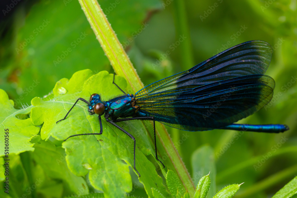 Banded demoiselle, Calopteryx splendens, sitting on a blade of grass. Beautiful blue demoiselle in its habitat. Insect portrait with soft green background. Wildlife scene from nature Banded demoiselle, Calopteryx splendens, sitting on a blade of grass. Beautiful blue demoiselle in its habitat. Insect portrait with soft green background. Wildlife scene from nature