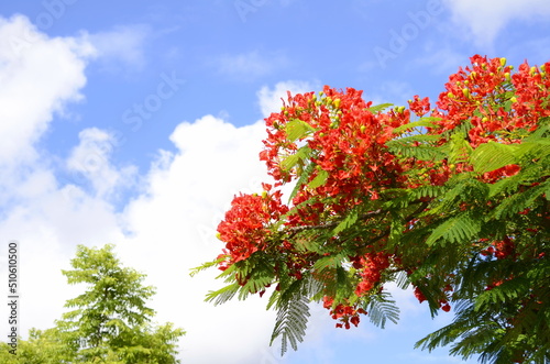 Bilde på lerret Red flowers of Poinciana - delonix regia tree known as flamboyant, flame tree, p
