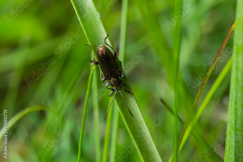 Close up Malachite beetle, Malachius bipustulatus, family soft-winged flower beetles, Melyridae, on a leaf. Dutch garden. Spring, May © Oleh Marchak