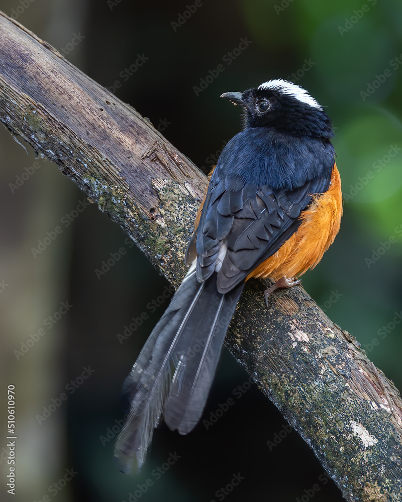 Naklejka premium Nature wildlife image of White crown shama on nature rainforest jungle in Borneo Island.