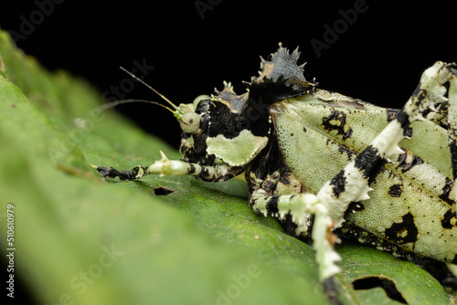 Nature wildlife image of Trachyzulpha Katydid or scientifically known as T. fruhstorferi, Tettigoniidae photo