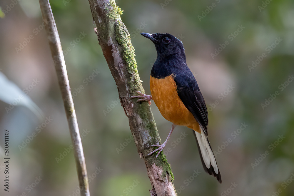 Nature wildlife image of White crown shama on nature rainforest jungle in Borneo Island. Nature wildlife image of White crown shama on nature rainforest jungle in Borneo Island.