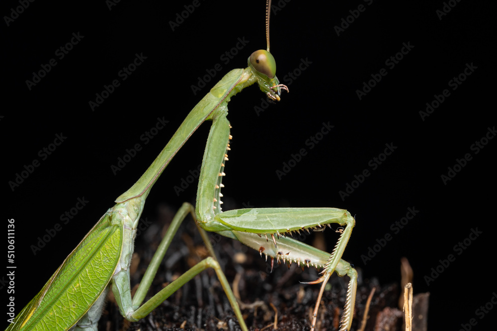 Beautiful green mantis of Borneo (Selective Focus) Beautiful green mantis of Borneo (Selective Focus)