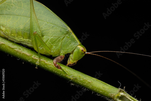 Nature jungle image of Katydid on green leaves at Borneo Island photo