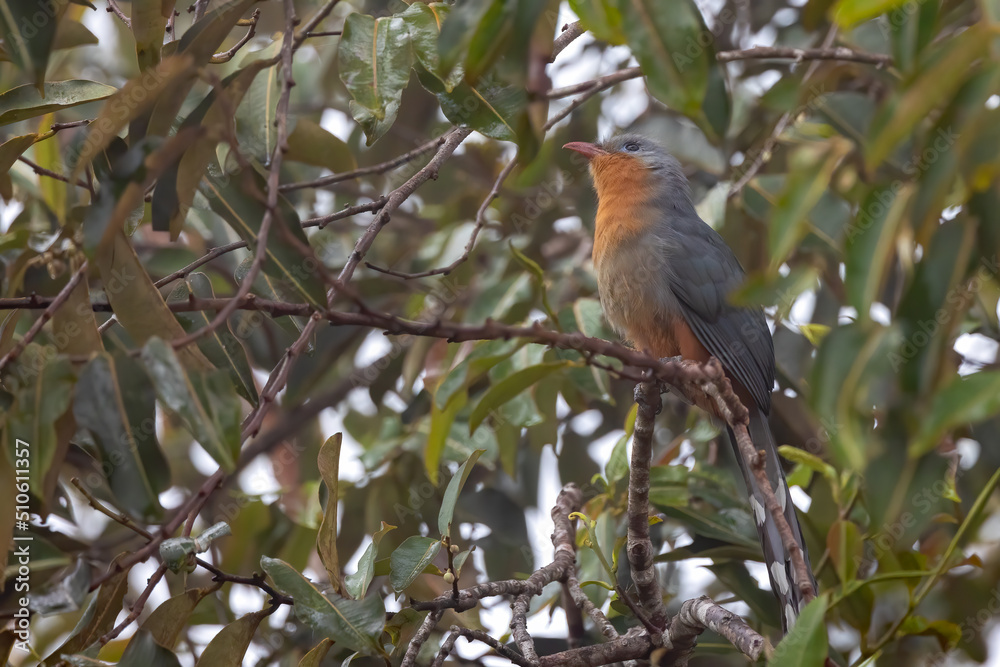Nature wildlife image of Red-billed Malkoha bird shot in Sabah, Borneo Nature wildlife image of Red-billed Malkoha bird shot in Sabah, Borneo