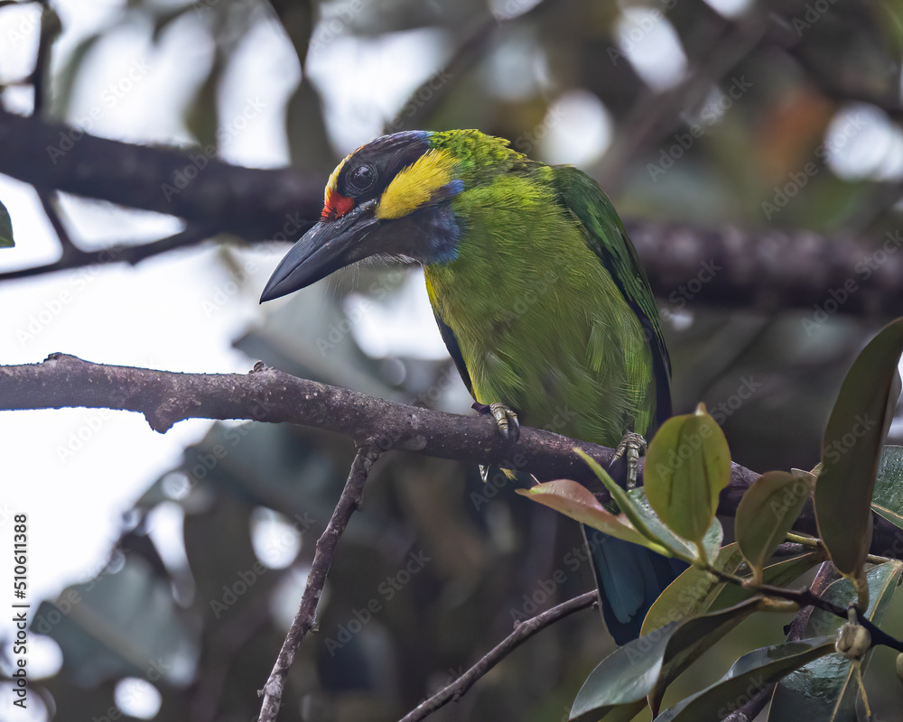 Nature wildlife of Gold-Whiskered Barbet perching on fruit tree Nature wildlife of Gold-Whiskered Barbet perching on fruit tree