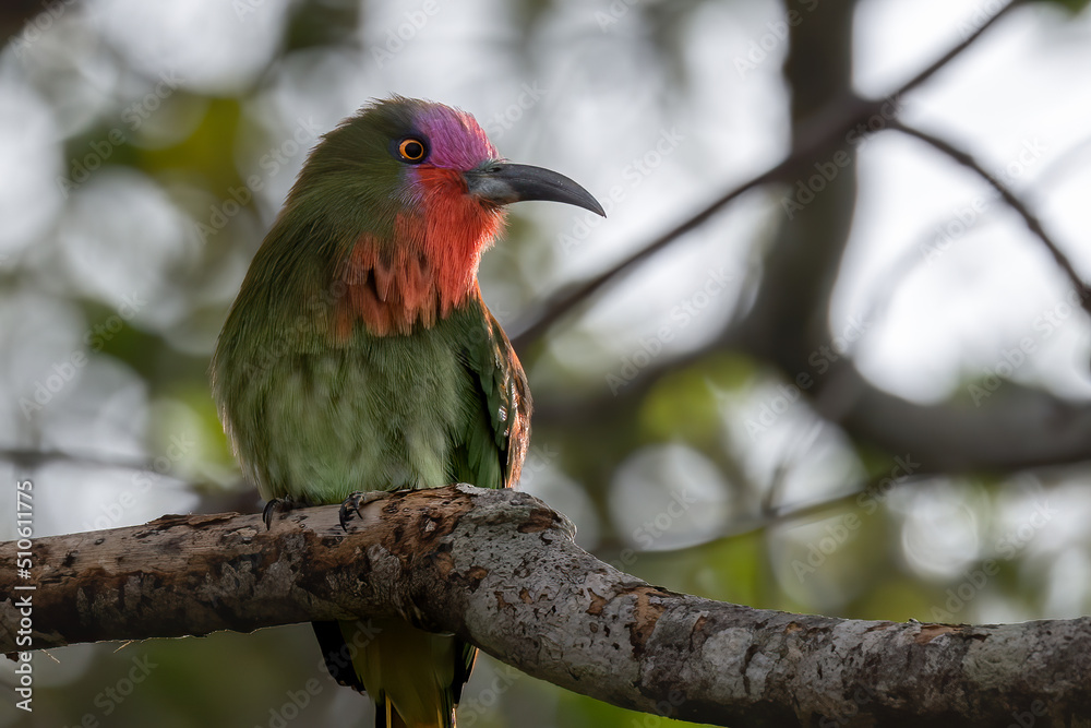Nature wildlife bird of Red-bearded Bee-eater bird on branch Nature wildlife bird of Red-bearded Bee-eater bird on branch