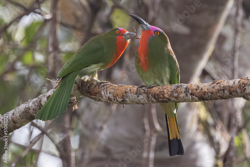 A pair of Red-bearded Bee-eater bird on tree branch in Sabah, Borneo photo