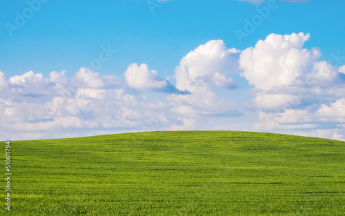 Agricultural field of cereals to the horizon. Blue sky with clouds. Summer. Bright colors