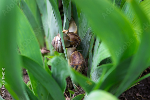 Snails in the leaves of an iris flower. Snails in nature