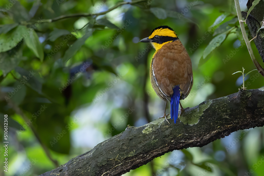 Nature wildlife image of Borneo banded pitta (Hydrornis schwaneri) It is found only in Borneo Nature wildlife image of Borneo banded pitta (Hydrornis schwaneri) It is found only in Borneo