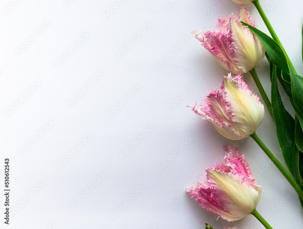 Tulips on a white background. Postcard with text space. Three pink tulips
