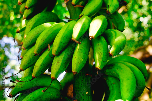 Closeup of unripe organic hybrid Latundan banana also called Tundan, silk banana, Pisang raja sereh, Manzana banana, or apple banana may boots digestion due has high antioxidant contents and fiber.  photo