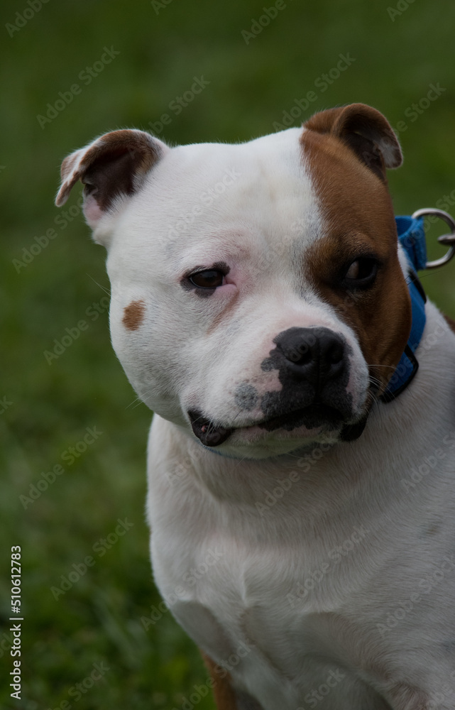 American Staffordshire Terrier close-up headshot outside at a park