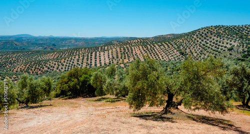 olive grove in Rute, Spain, panoramic format