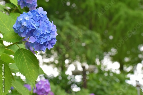 紫陽花、アジサイ、ダンスパーティ、6月、梅雨、雨模様、曇り空、植物園、花