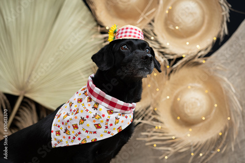 cachorro fantasiado para festa junina caipira photo