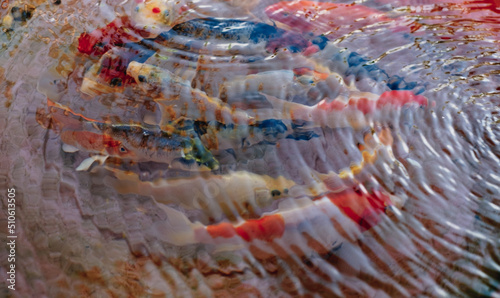 Bunch of popular expensive colored Koi fish AKA Nishikigoi Carp varieties under rippling clear fresh water. Selective focus. photo