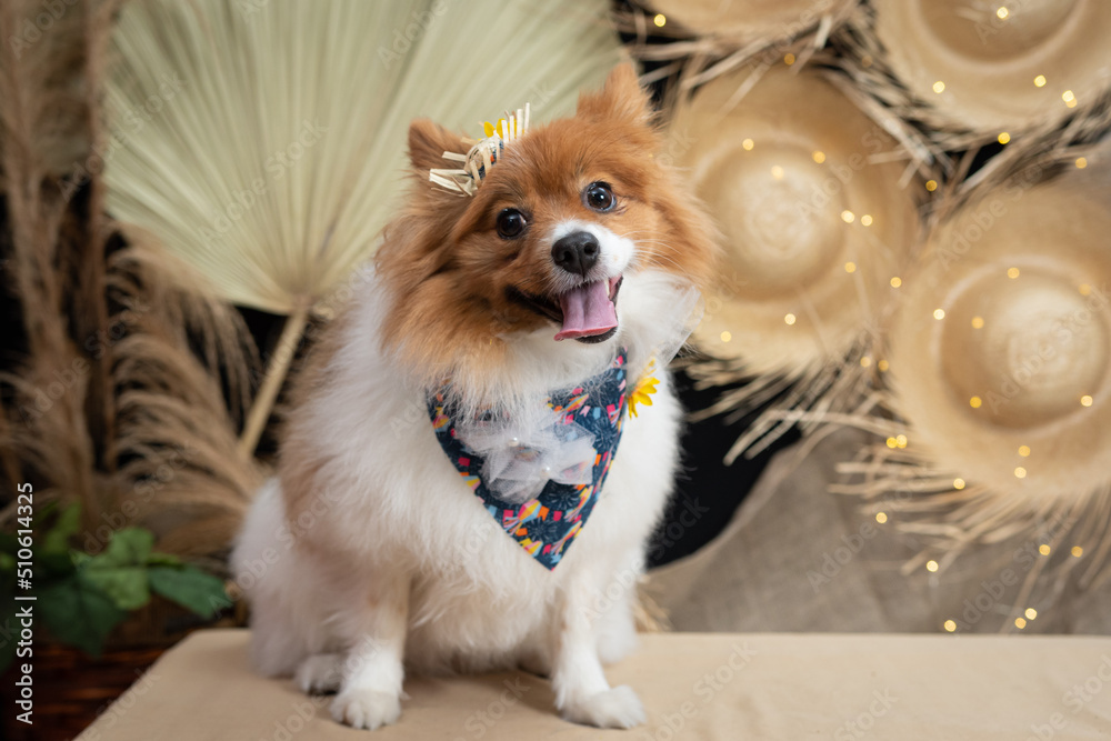 cachorro fantasiado para festa junina caipira cachorro fantasiado para festa junina caipira