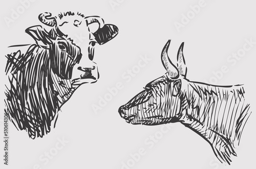 Sketches of heads domestic cows