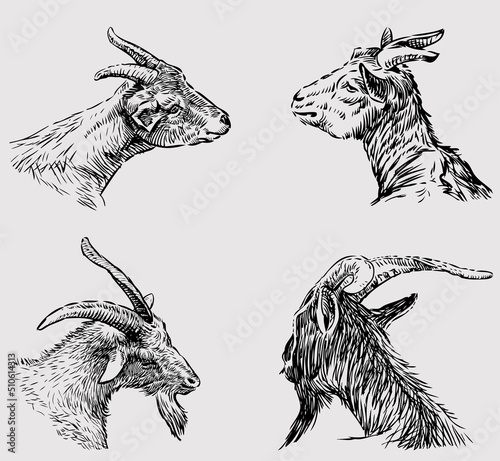 Sketches of heads various goats