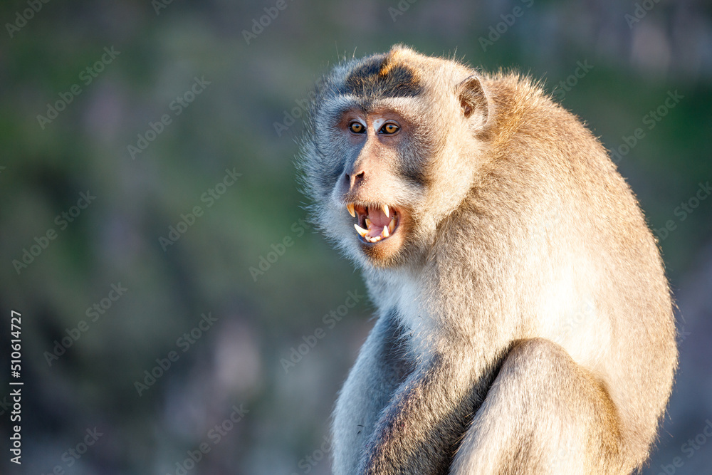 Surprised funny monkey with opened mouth. Bali Surprised funny monkey with opened mouth. Bali