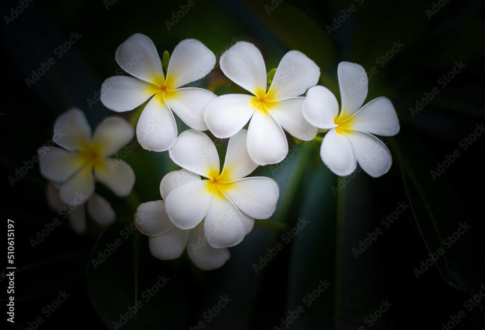 Fototapeta premium Pictures of white blooming flowers, beautiful natural growth patterns.