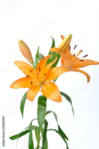Studio shot of orange lily