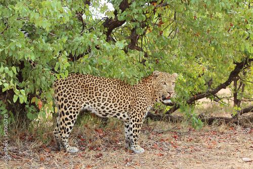 Leopard   Leopard   Panthera pardus.