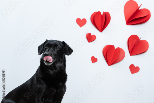cachorro com corações para dia dos namorados © Leandro