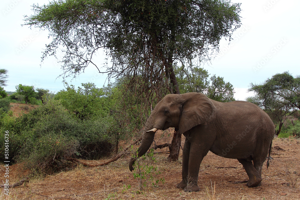 Obraz premium Afrikanischer Elefant / African elephant / Loxodonta africana