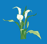 Elegant white calla lilie from different angles in vector illustration art design