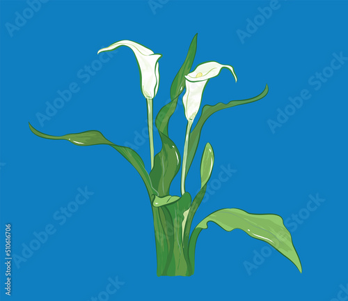 Elegant white calla lilie from different angles in vector illustration art design