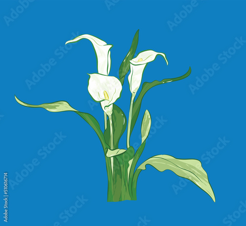 Elegant white calla lilie from different angles in vector illustration art design