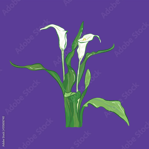 Elegant white calla lilie from different angles in vector illustration art design