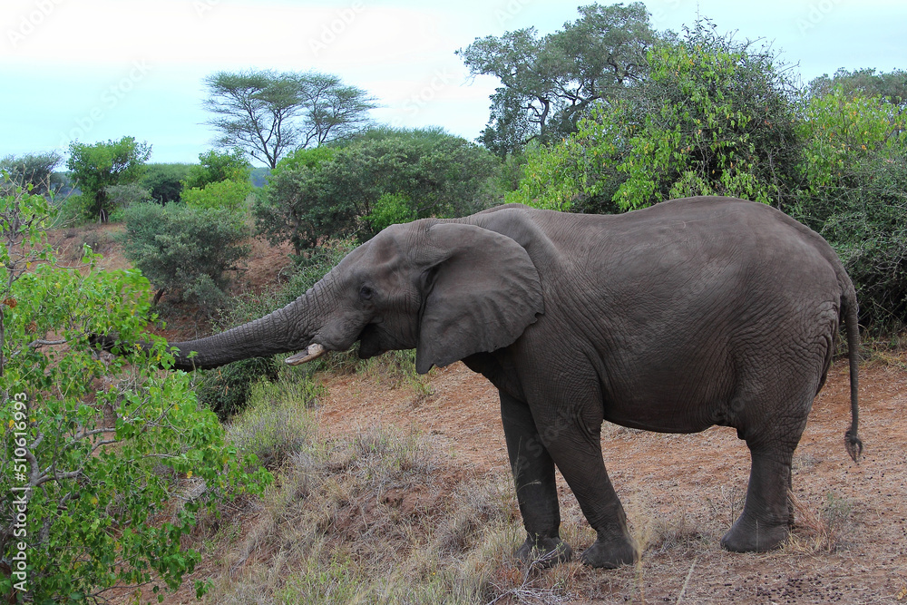 Fototapeta premium Afrikanischer Elefant / African elephant / Loxodonta africana