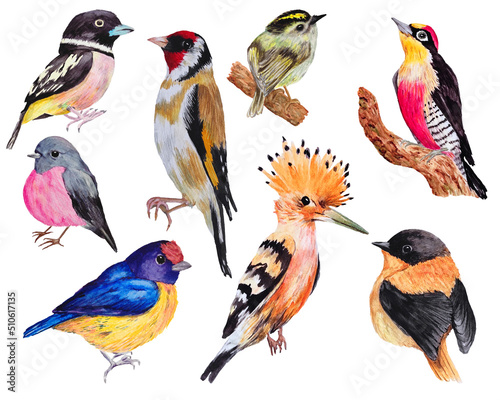 Photography set of hand draw wild birds on white
