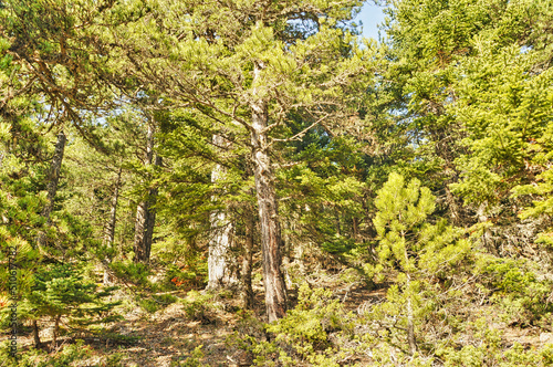 Forest in Trikala korinthias in Peloponnese