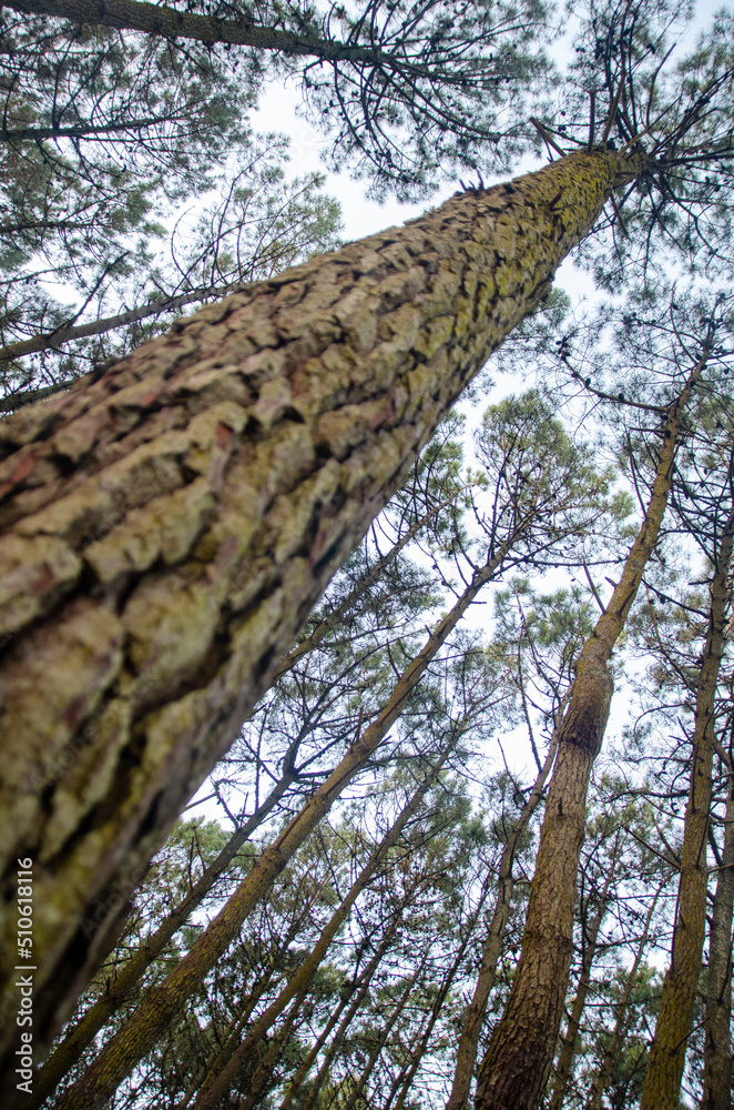 Fototapeta premium Bosques de Mar de las Pampas,Buenos Aires IV