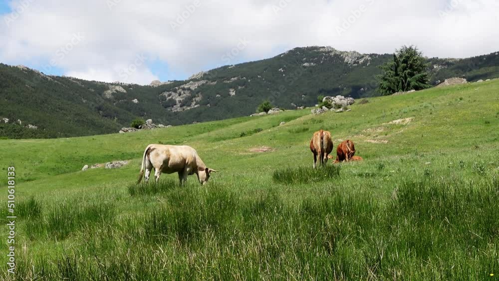 Cows grazing quietly in the high mountain field, Guadarrama Madrid. Cows grazing quietly in the high mountain field, Guadarrama Madrid.