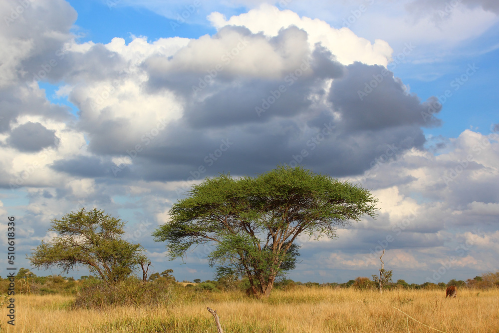 Krüger Park - Afrikanischer Busch / Kruger Park - African bush / Krüger Park - Afrikanischer Busch / Kruger Park - African bush /